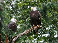 birds of prey